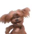 cccac3c22b7ee54dd50dbec9f242c40c.gif