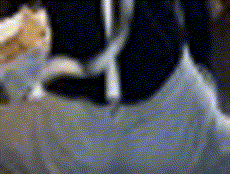 f7f4b1294239b5a0ea73094bf689e5de.gif