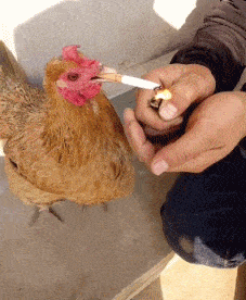 a69bd2e155d68571a1b9777c7d7006ea.gif