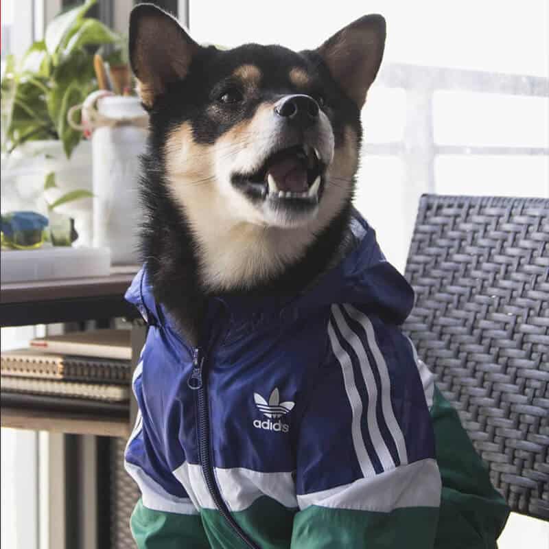 windbreaker for dogs (3)