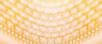 44593d893a8d8ef8f4581306fa90e67c.gif