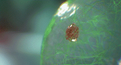 b55cc842a4e218cb3f7f2da5117878a3.gif