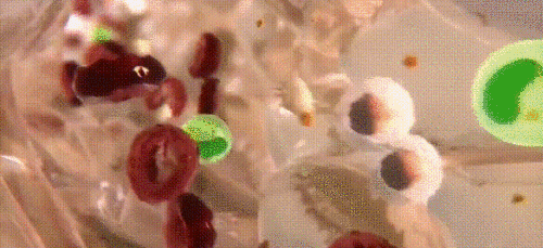 944fd61fc5a4cf08ef319cf0aac8cb51.gif