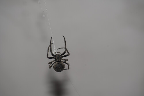DSC_0589.jpeg