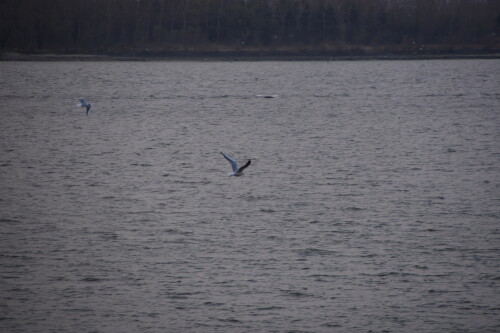 DSC_6091.jpeg