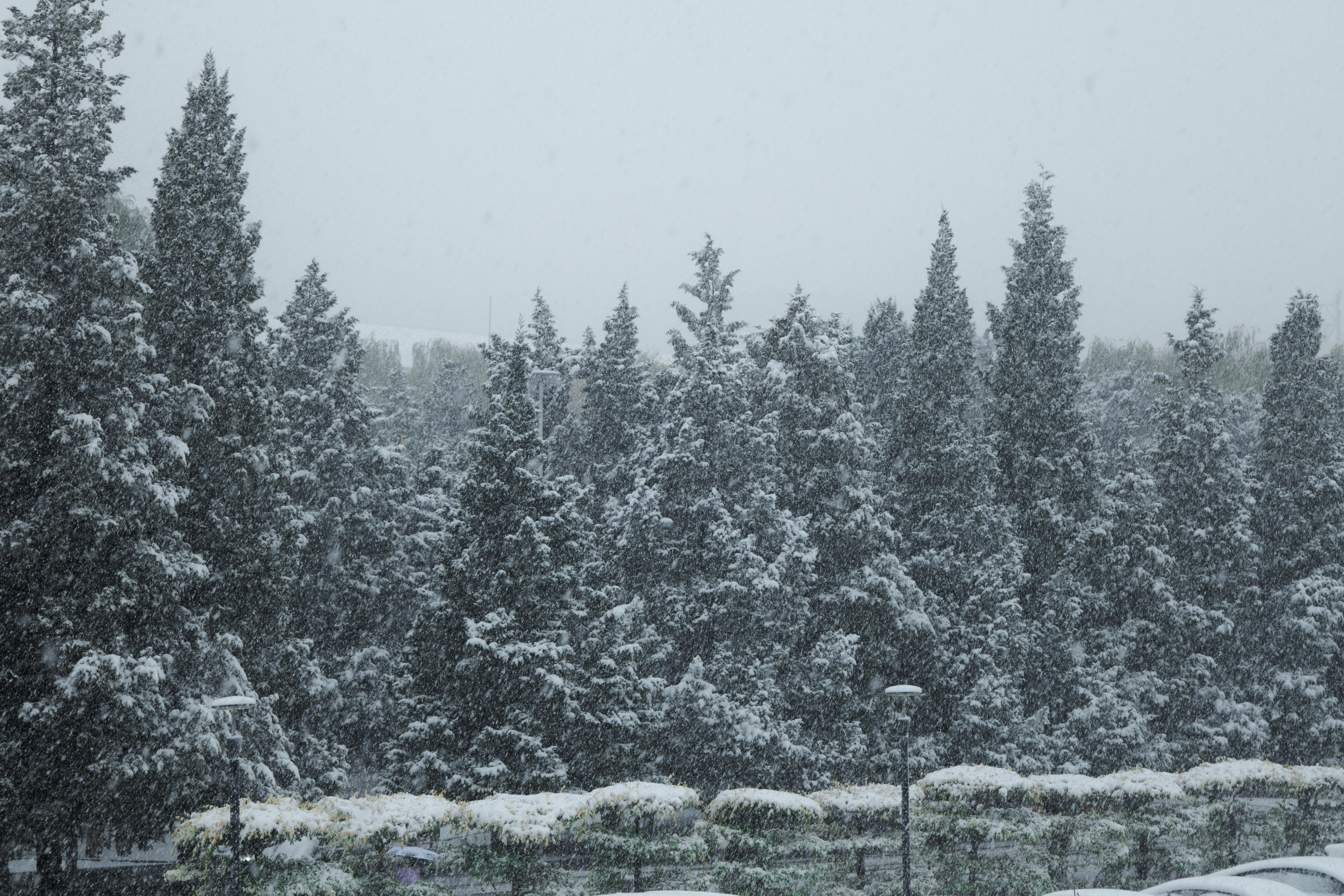 【2023.11.6】 再见第一场雪