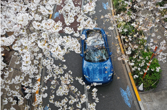 樱花季虽迟但到。东京的樱花满开，真漂亮啊！