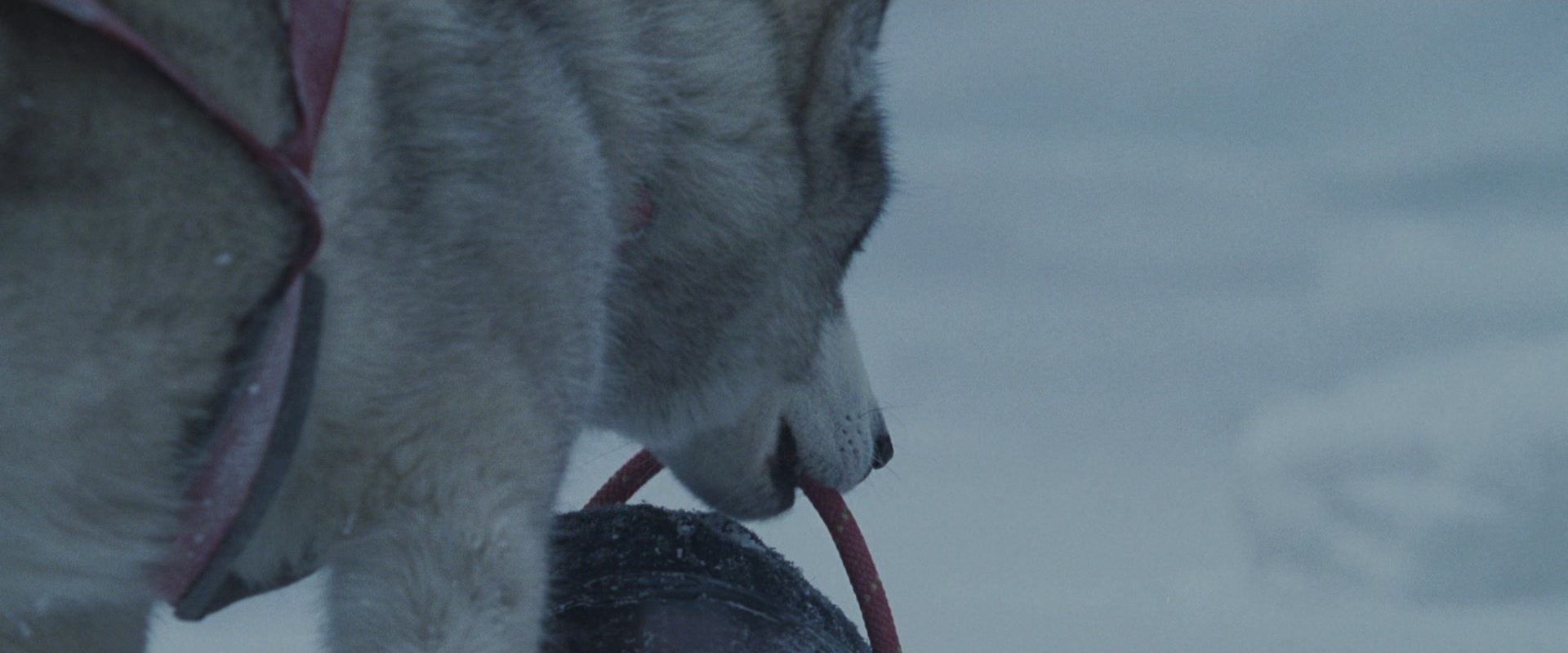 
		                    《南极大冒险 Eight Below》的海报和截图（7/15）