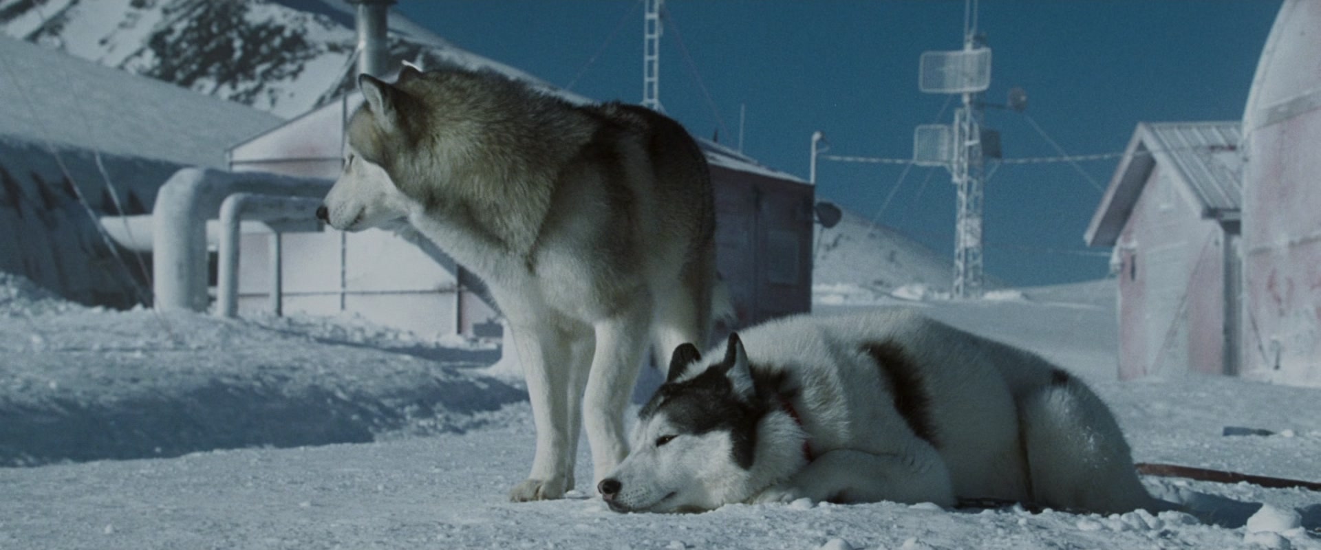 
		                    《南极大冒险 Eight Below》的海报和截图（10/15）