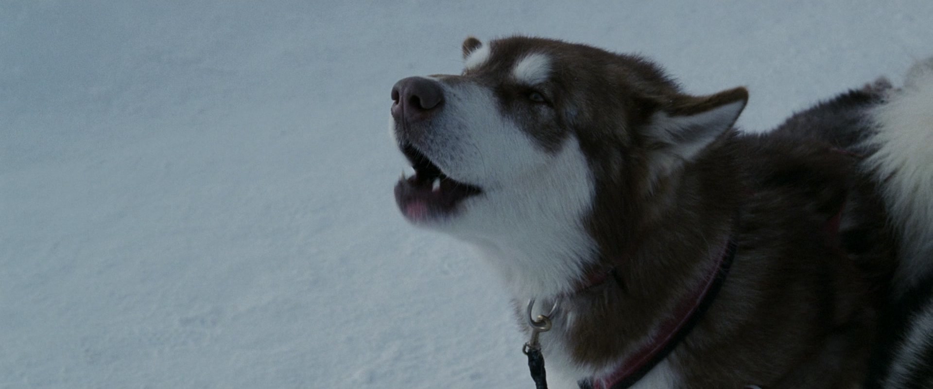 
		                    《南极大冒险 Eight Below》的海报和截图（4/15）