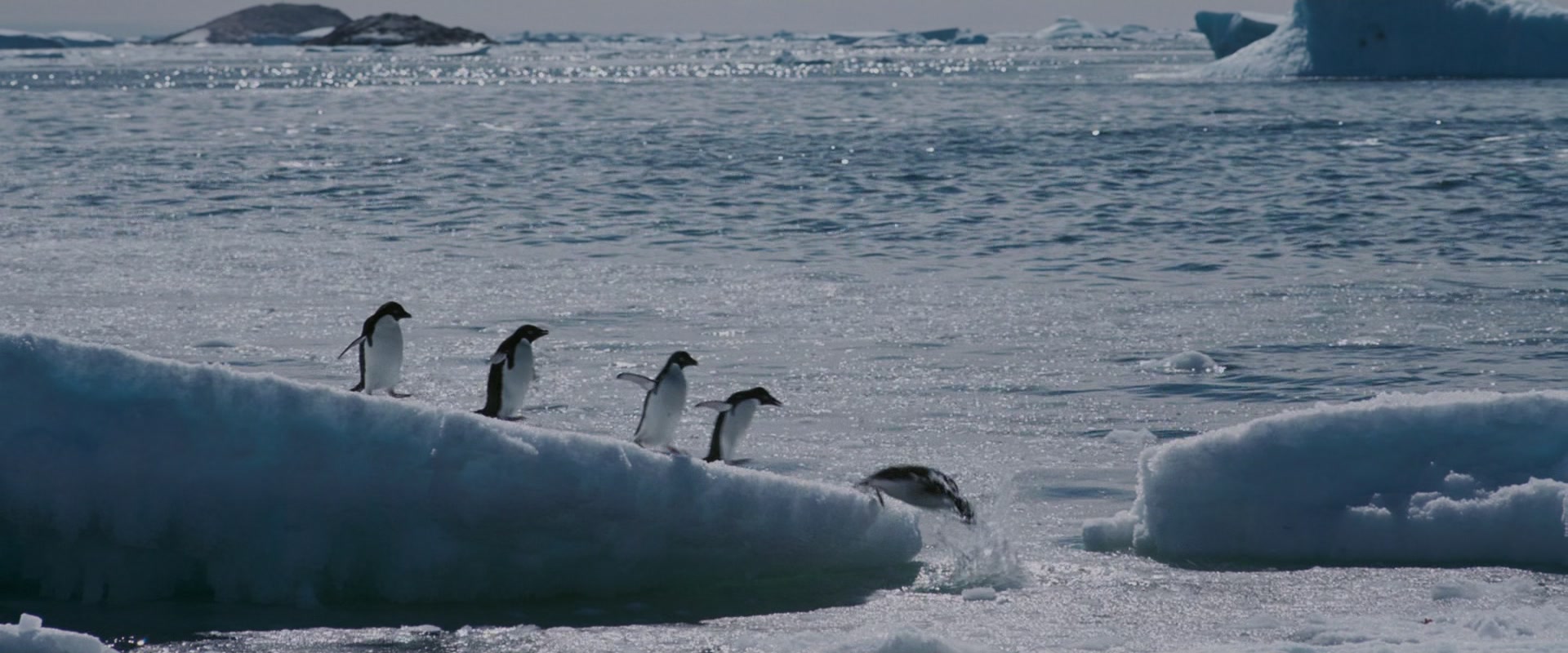 
		                    《南极大冒险 Eight Below》的海报和截图（1/15）