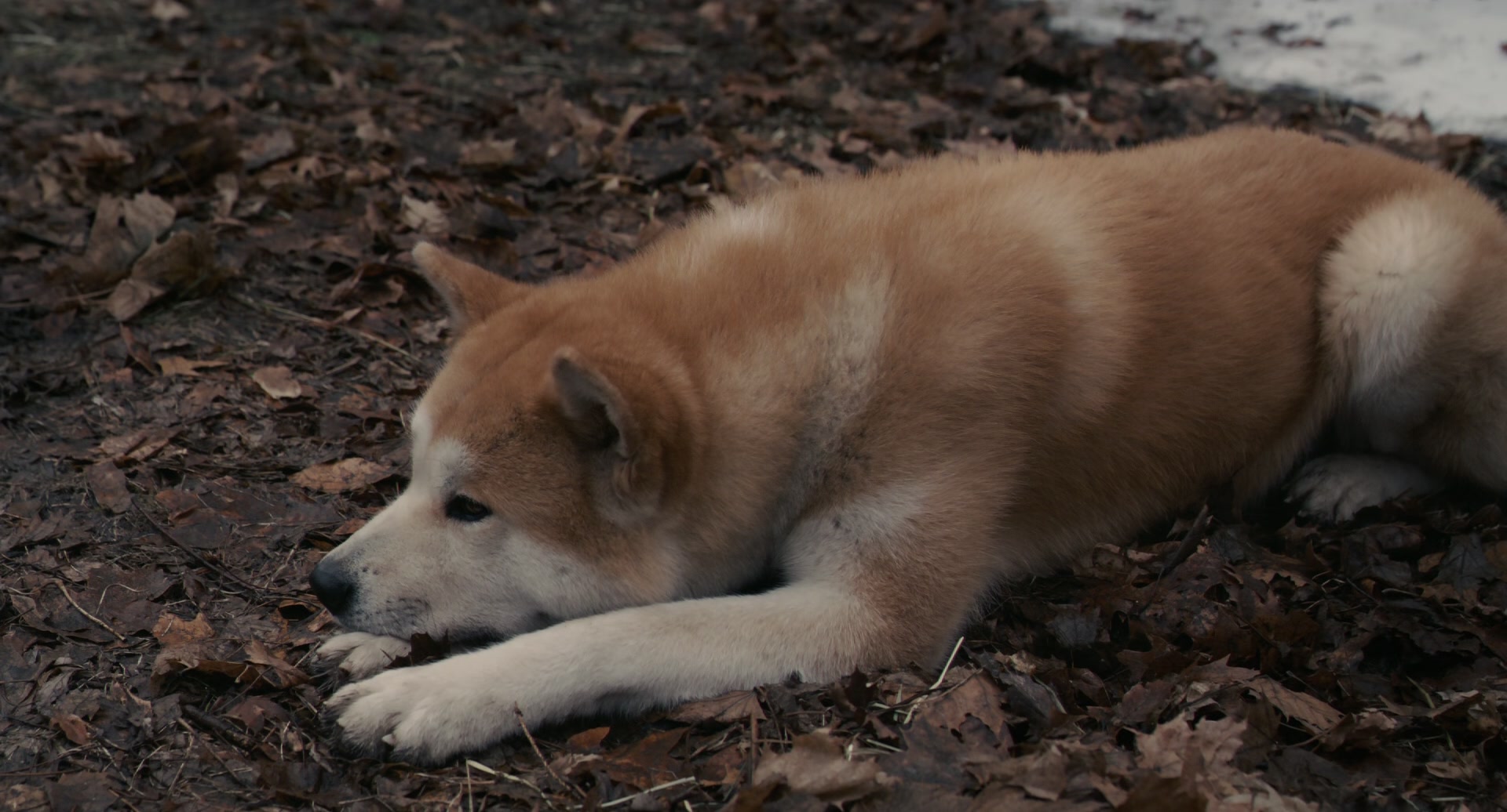 
		                    《忠犬八公的故事 Hachi: A Dog's Tale》的海报和截图（11/12）