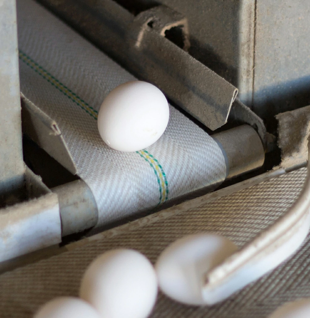 perforated egg collection conveyor belt