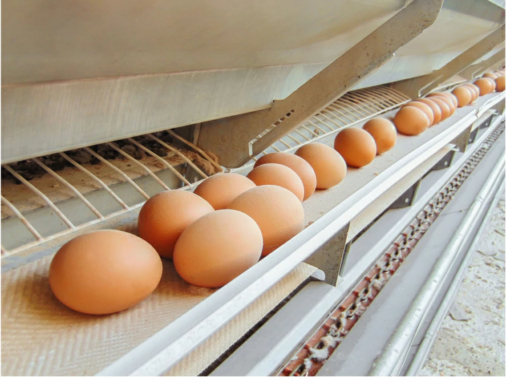 PE egg belt|automatic collection conveyor
