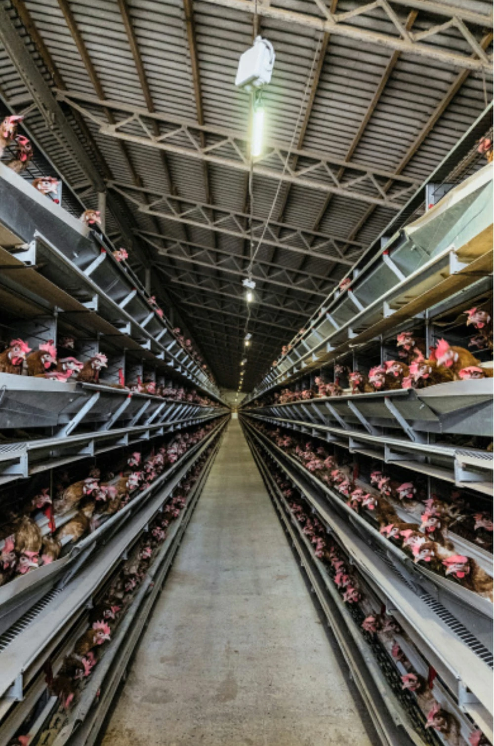 food-grade poultry egg belt