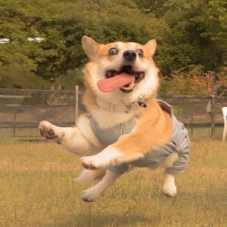 加载头像