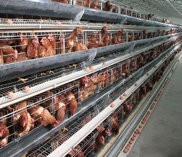 Egg conveyor belt installed in poultry farm layer cages