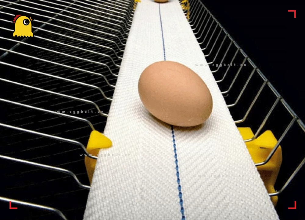 antibacterial egg conveyor belt, salmonella free poultry farm