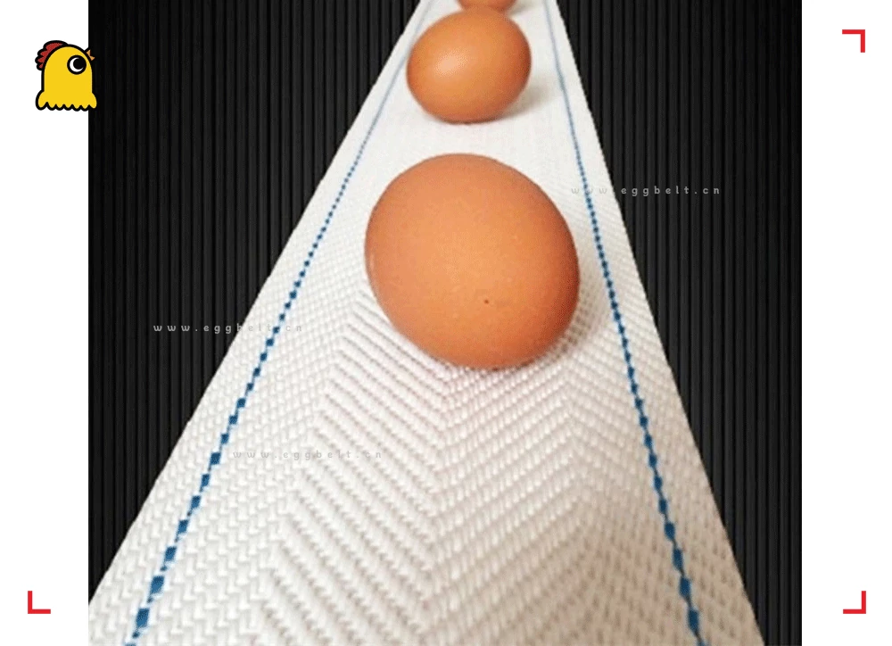 120mm pp egg conveyor belt, layer cage automatic collection