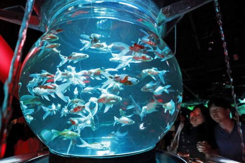 fishpool